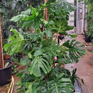 Monstera deliciosa Monstera Deliciosa 210
(1 Plants/Order)(35cmP 210cmH)