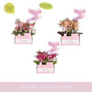 Phalaenopsis Multiflora Aromio Diversen 2 spike (kleur per tray)
(8 Plants/Order)(7cmP 25cmH)