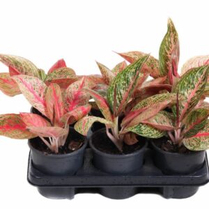 Aglaonema other Aglaonema Starshine
(6 Plants/Order)(13cmP 30cmH)