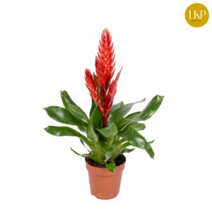 Vriesea Style Vriesea Style red (Met Hoes)
(6 Plants/Order)(12cmP 45cmH)