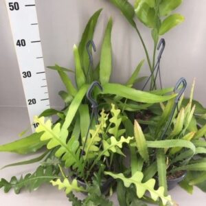 Epiphyllum Epiphyllum mix
(7 Plants/Order)(14cmP 25cmH)