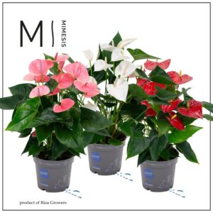 Anthurium mixed Mimesis Anthurium KARMA Grandiflora mix - 17 cm
(1 Plants/Order)(17cmP 50cmH)
