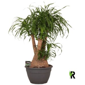 Nolina recurvata Beaucarnea rec. busch
(1 Plants/Order)(35cmP 100cmH)