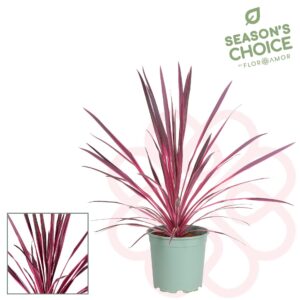 Cordyline Cordyline 'Pink Passion' 60- 65 cm 
(1 Plants/Order)(21cmP 60cmH)
