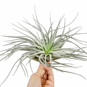 Tillandsia tillandsia silver
(8 Plants/Order)(10cmP 10cmH)