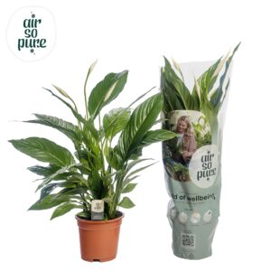Spathiphyllum Vivaldi Spathiphyllum 'Vivaldi' AIR SO PURE
(1 Plants/Order)(17cmP 75cmH)