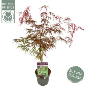 Acer palmatum Inaba-shidare Acer palm. 'Inaba-shidare' PREMIUM
(1 Plants/Order)(19cmP 65cmH)