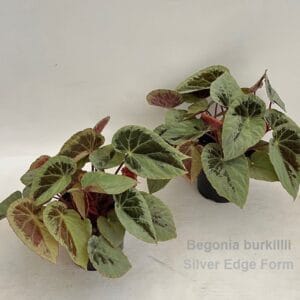 Begonia Begonia burkillii Silver Edge Form 14cm [iridescent]
(6 Plants/Order)(14cmP 25cmH)