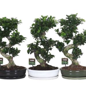 Ficus Ginseng Ficus micr. S-type in Ceramics ovaal schaal met schotel mixed
(1 Plants/Order)(35cmP 70cmH)