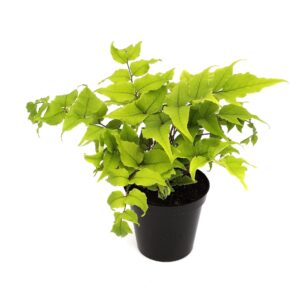 Cyrtomium fortunei clivicola Cyrtomium fortunei var. clivicola ES11 0,7l
(15 Plants/Order)(11cmP 15cmH)