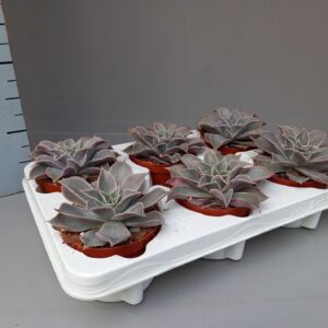 Echeveria Echeveria Madiba
(6 Plants/Order)(11cmP 15cmH)