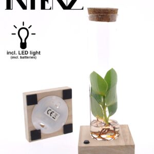 Clusia rosea Princess Clusia in Tube Glas + LED
(15 Plants/Order)(5cmP 10cmH)