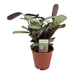 Ctenanthe Amagris Ctenanthe Amagris
(8 Plants/Order)(14cmP 30cmH)