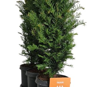 Taxus baccata Hedgeline Taxus baccata C4
(3 Plants/Order)(21cmP 70cmH)
