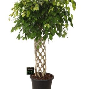 Ficus Exotica benj. gevlochten mat
(1 Plants/Order)(32cmP 140cmH)