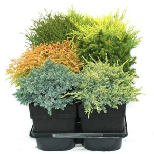 conifers conifers mix - laagblijvend/bolvormig P17
(6 Plants/Order)(17cmP 40cmH)