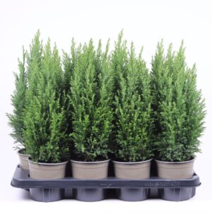 Chamaecyparis law. 'Ellwoodii Chamaecyparis lawsoniana 'Ellwoodii'
(8 Plants/Order)(13cmP 45cmH)