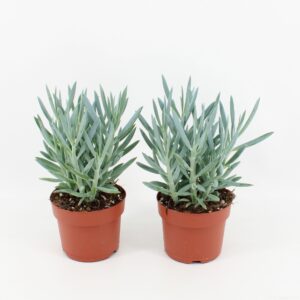 Curio ficoides Mount Everest Curio Ficoides Mount Everest
(6 Plants/Order)(12cmP 25cmH)