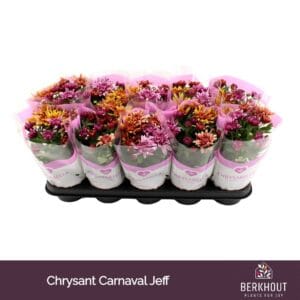 Chrysanthemum Artistic Jeff mixed Carnaval
(10 Plants/Order)(12cmP 26cmH)