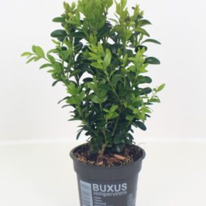 Buxus other Buxus sempervirens P9
(24 Plants/Order)(9cmP 25cmH)