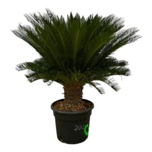 Cycas revoluta Cycas Revoluta - 140cm
(1 Plants/Order)(55cmP 140cmH)