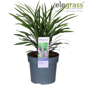 Liriope muscari Ingwersen Liriope muscari 'Ingwersen' P19
(1 Plants/Order)(19cmP 50cmH)