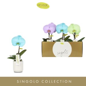 Phalaenopsis mixed Singolo Aquarello Northern Light in Lazio White
(6 Plants/Order)(9cmP 40cmH)