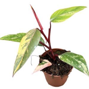 Philodendron philodendron strawberry shake
(4 Plants/Order)(14cmP 40cmH)