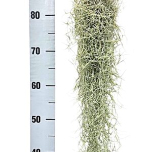 Tillandsia usneoides tillandsia usneoides grey medium x12
(12 Plants/Order)(3cmP 50cmH)