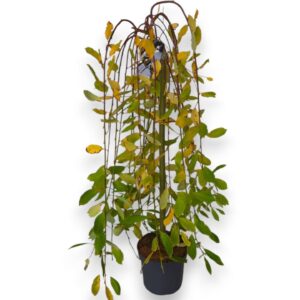 Salix caprea Kilmarnock Salix caprea 'Kilmarnock' 80cm stam C5/P23
(1 Plants/Order)(23cmP 120cmH)