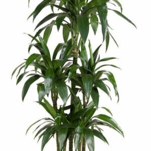 Dracaena Janet Craig 90-carrousel
(1 Plants/Order)(31cmP 140cmH)