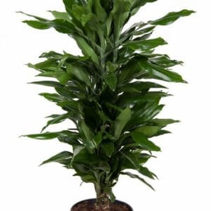 Dracaena Janet Lind Dracaena Janet Lind busch P24
(1 Plants/Order)(24cmP 110cmH)