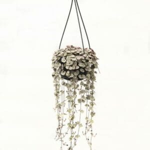 Ceropegia woodii ssp. woodii Ceropegia linearis subsp. Woodii Variegata
(8 Plants/Order)(14cmP 38cmH)