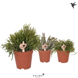 Rhipsalis mix Kolibri Greens Rhipsalis mix
(12 Plants/Order)(9cmP 17cmH)