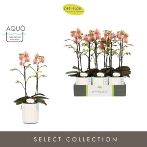 Phalaenopsis Multiflora Optimost Belle Helene 2 spike in Molise White Aquo
(6 Plants/Order)(12cmP 45cmH)