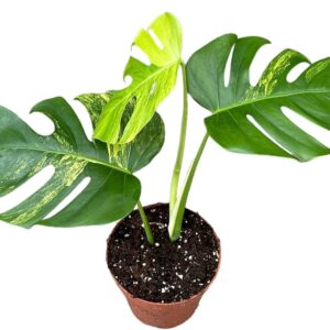 Monstera Monstera Deliciosa Aurea
(1 Plants/Order)(17cmP 30cmH)