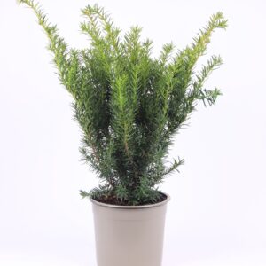 Taxus media Densiformis Taxus media 'Densiformis'
(1 Plants/Order)(23cmP 60cmH)