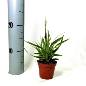 Carex morrowii Ice Dance Carex 'Ice Dance' p8
(21 Plants/Order)(8cmP 15cmH)