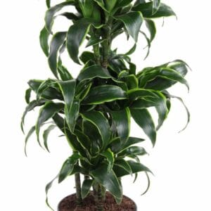 Dracaena Dorado Dracaena Dorado 60-carrousel
(15 Plants/Order)(24cmP 110cmH)