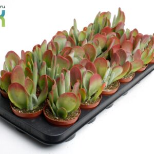 Kalanchoe Red Lips kalanchoë Oricula
(18 Plants/Order)(8.5cmP 15cmH)