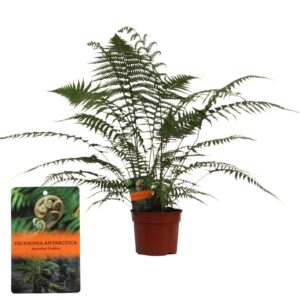 Dicksonia antarctica Dicksonia Antarctica (Tasmaanse Boomvaren) - clump
(1 Plants/Order)(24cmP 70cmH)