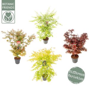 Acer palmatum Acer palm. diverse mix
(1 Plants/Order)(29cmP 100cmH)