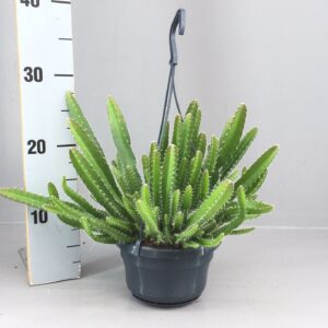 Hylocereus undatus HYLOCEREUS UNDATUS
(7 Plants/Order)(14cmP 30cmH)