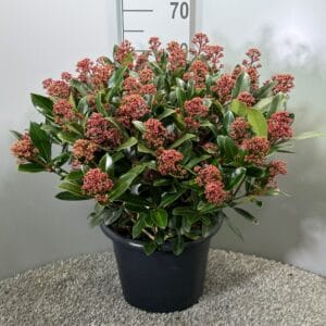 Skimmia japonica Rubella
(1 Plants/Order)(31cmP 65cmH)