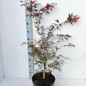 Acer palmatum Enkan Acer palmatum 'Enkan'
(1 Plants/Order)(26cmP 80cmH)