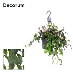 Aeschynanthus marmoratus
(6 Plants/Order)(17cmP 35cmH)