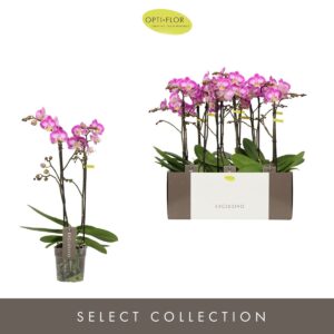 Phalaenopsis Multiflora Exclusivo Cupido 2 spike
(4 Plants/Order)(12cmP 45cmH)