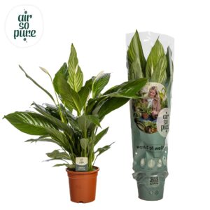 Spathiphyllum Sweet Lauretta Spathiphyllum 'Sweet Lauretta' ASP
(1 Plants/Order)(19cmP 80cmH)