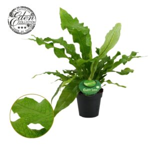 Microcorum Crocodyllus Microsorum Crocodyllus 12cm Duits etiket
(4 Plants/Order)(12cmP 40cmH)