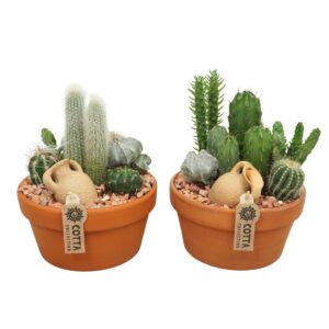 Arrangement Cactus Cactus Arrangement in 20 cm 'Terracotta Schaal'
(3 Plants/Order)(20cmP 24cmH)